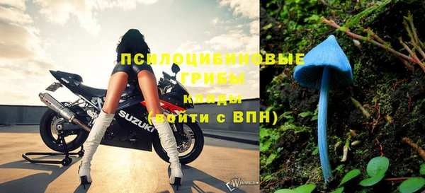 стаф Новокубанск